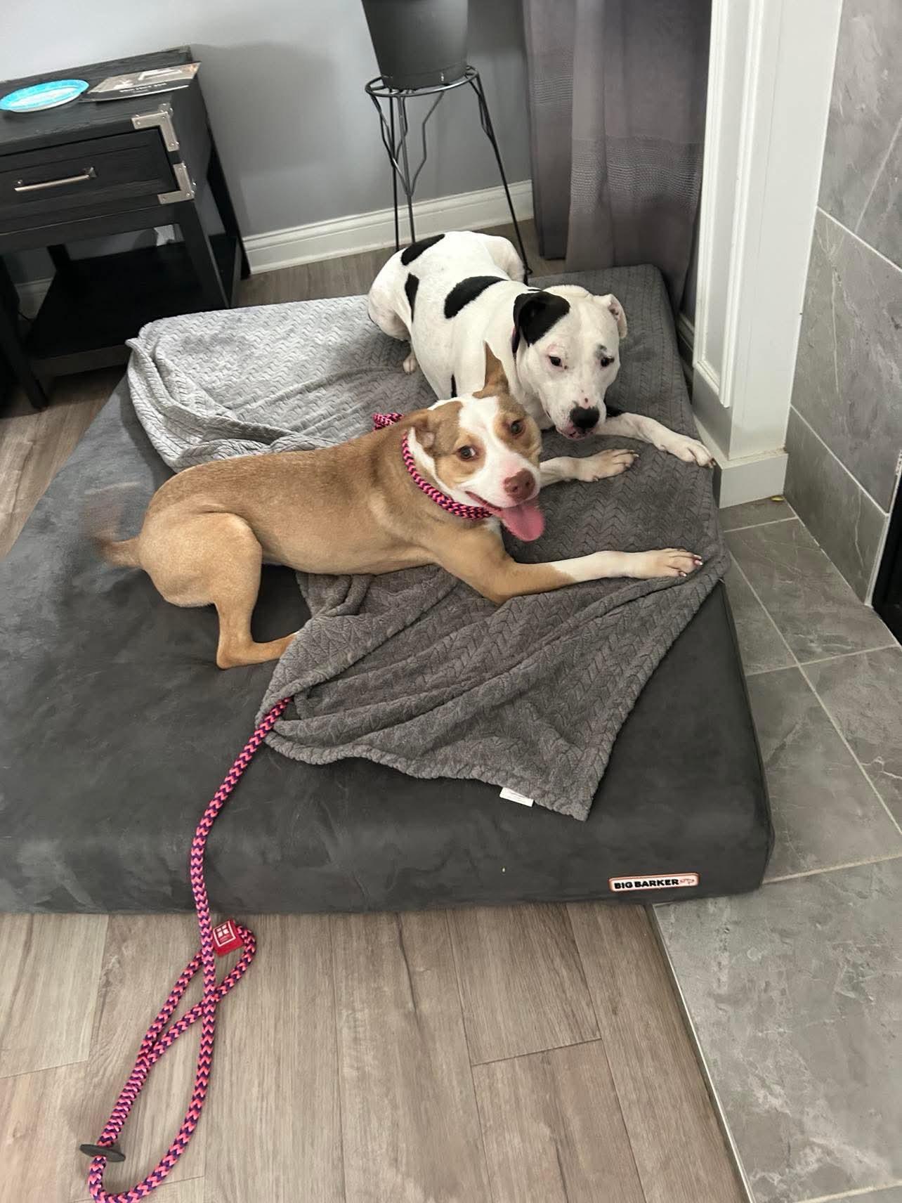 Nova, an adoptable Pit Bull Terrier, Foxhound in Mount Morris, MI, 48458 | Photo Image 3