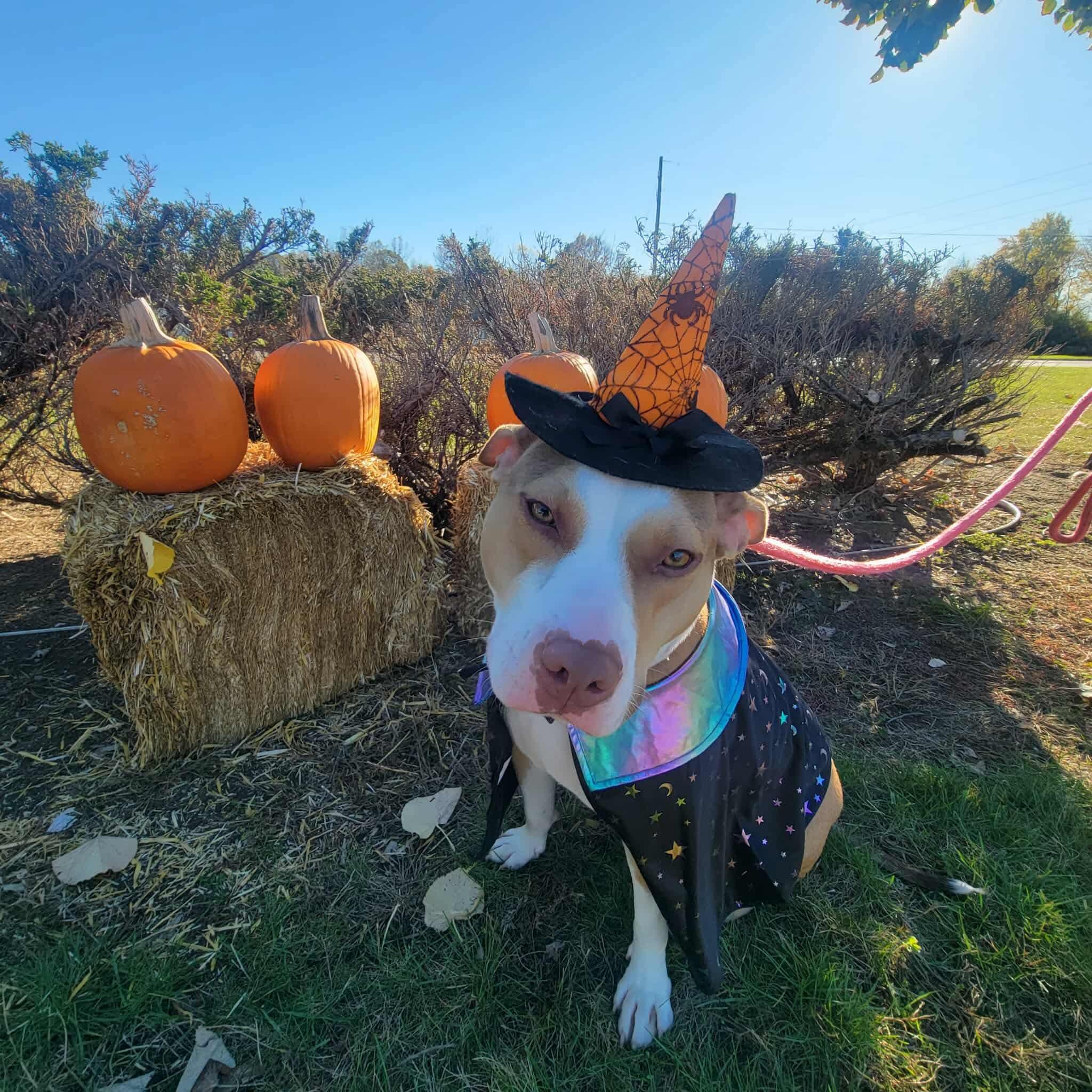 Nova, an adoptable Pit Bull Terrier, Foxhound in Mount Morris, MI, 48458 | Photo Image 1