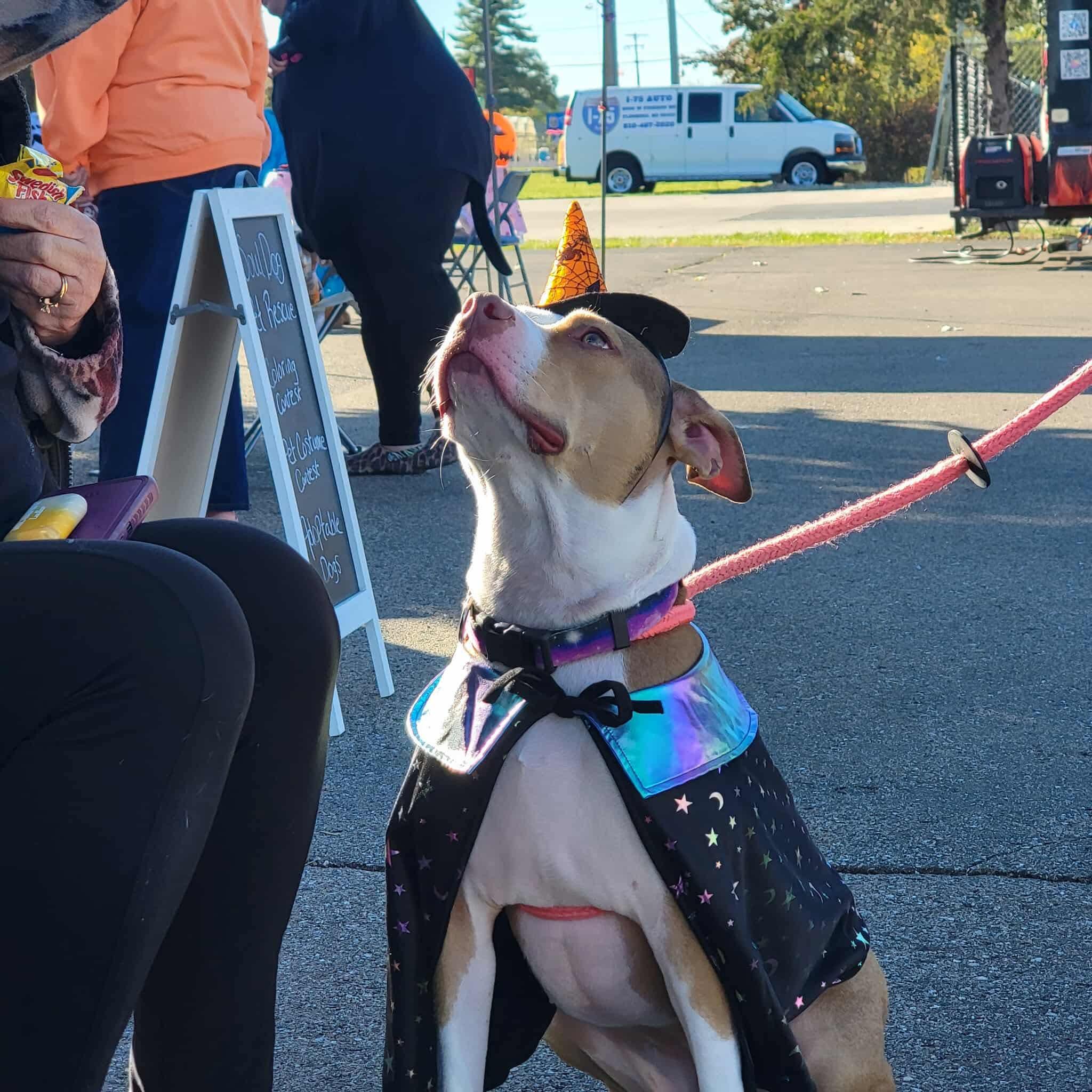 Nova, an adoptable Pit Bull Terrier, Foxhound in Mount Morris, MI, 48458 | Photo Image 6