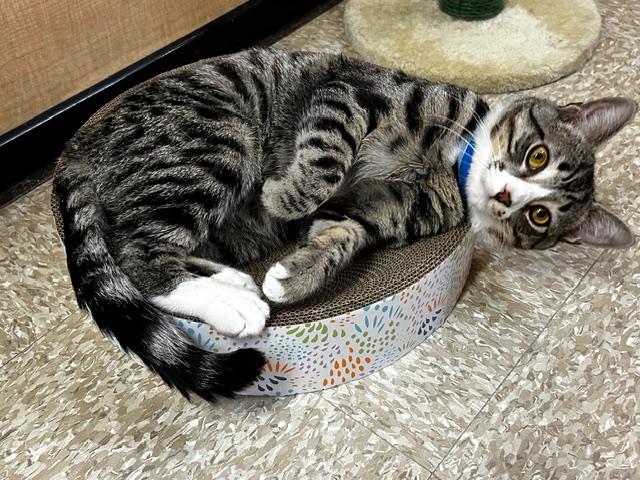 CONNOR, a ADOPTABLE Tabby in Waldorf, MD image 4/4
