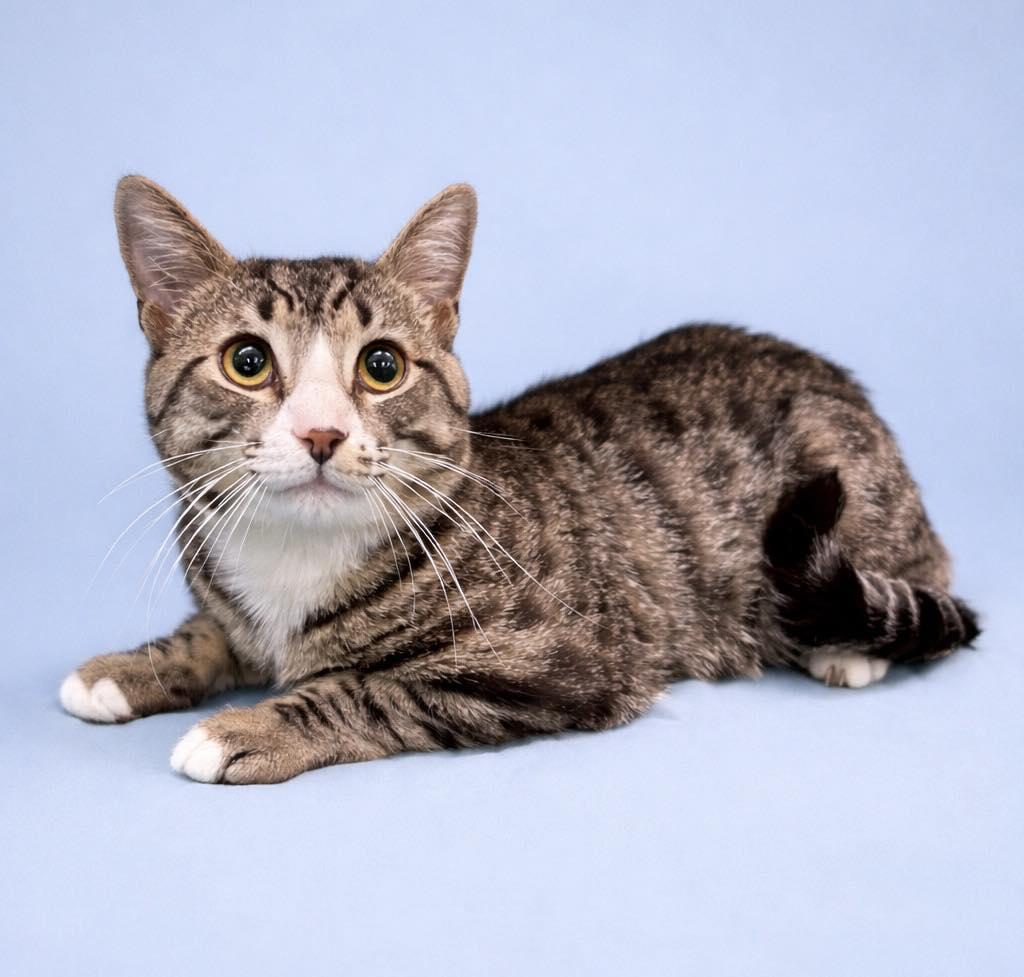 CONNOR, a ADOPTABLE Tabby in Waldorf, MD image 3/4
