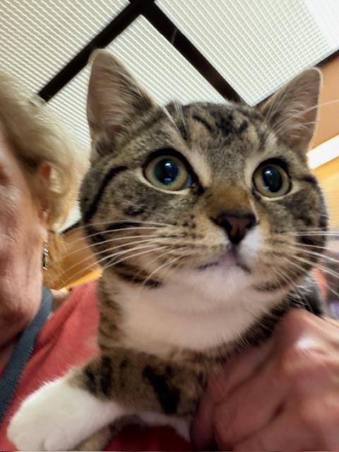 CONNOR, ADOPTABLE, Adult Male Tabby.