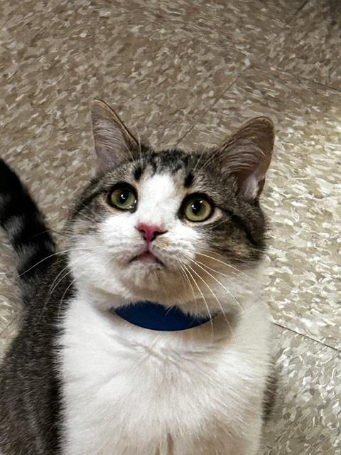 CONNOR, a ADOPTABLE Tabby in Waldorf, MD image 2/4