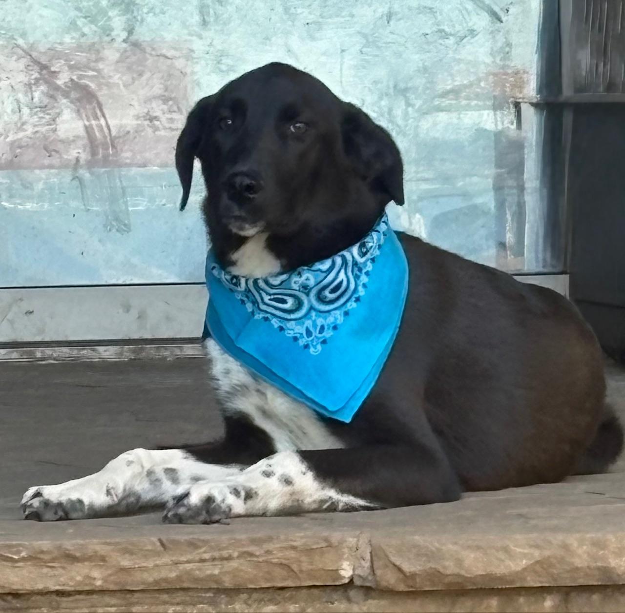 Trace, adopted, Young Male Labrador Retriever & Cattle Dog.