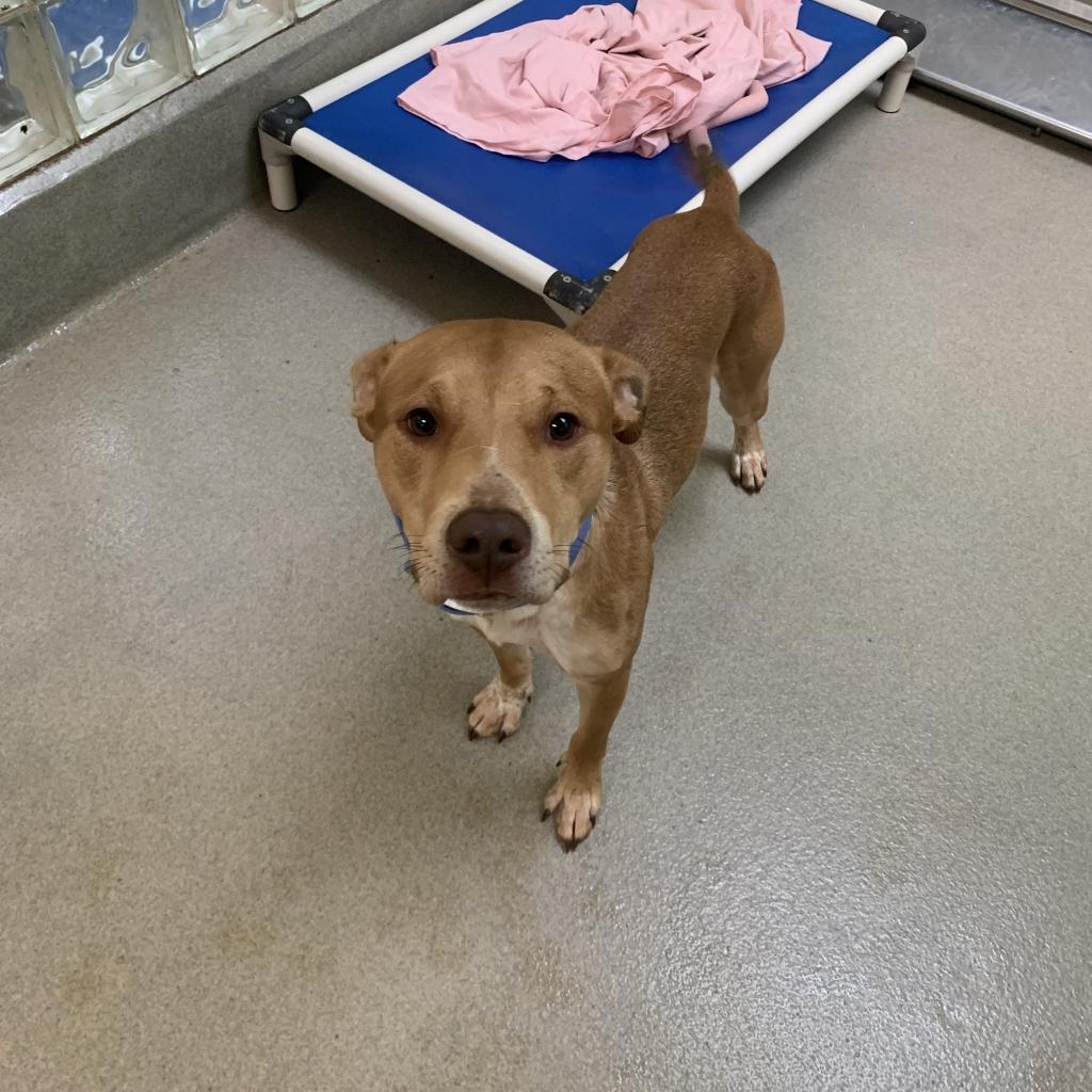 Enlarge Dopey, a Adoptable mixed breed in Lynchburg, VA image 1/6