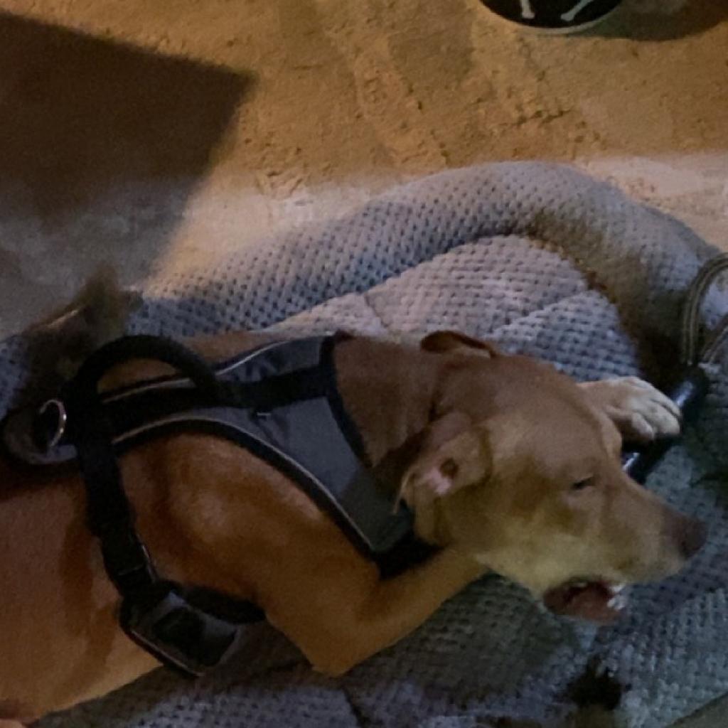 Enlarge Dopey, a Adoptable mixed breed in Lynchburg, VA image 2/6