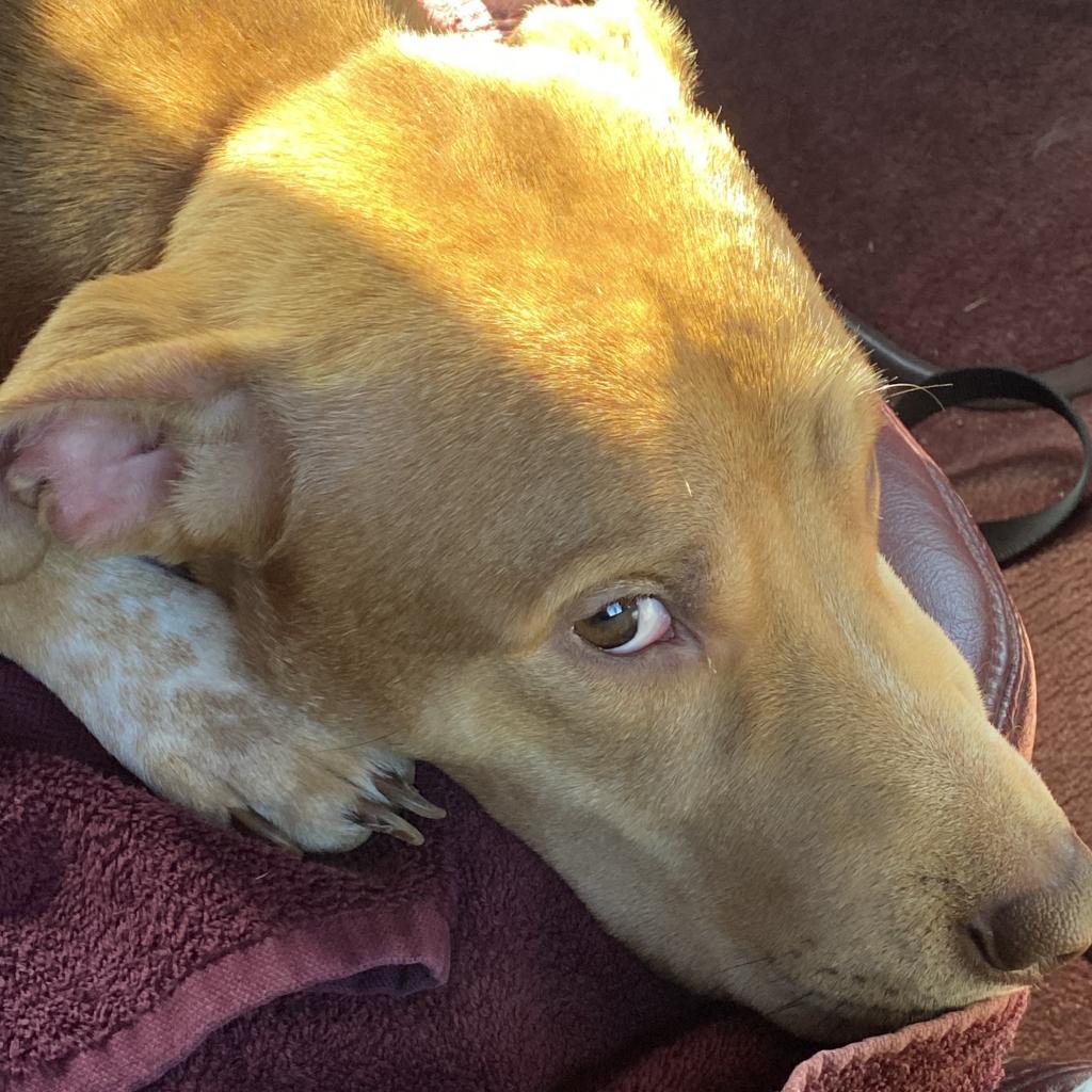 Enlarge Dopey, a Adoptable mixed breed in Lynchburg, VA image 3/6