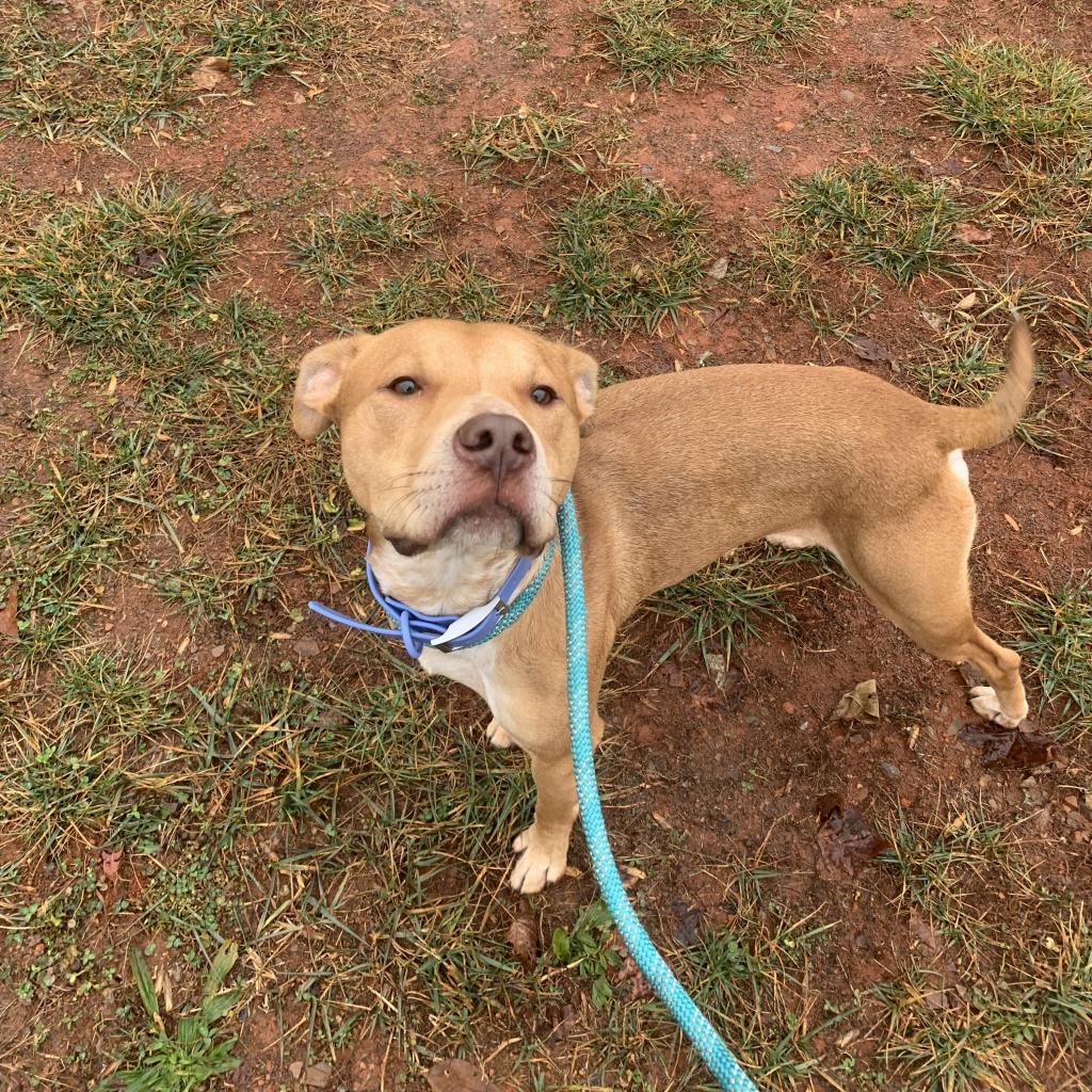 Enlarge Dopey, a Adoptable mixed breed in Lynchburg, VA image 4/6