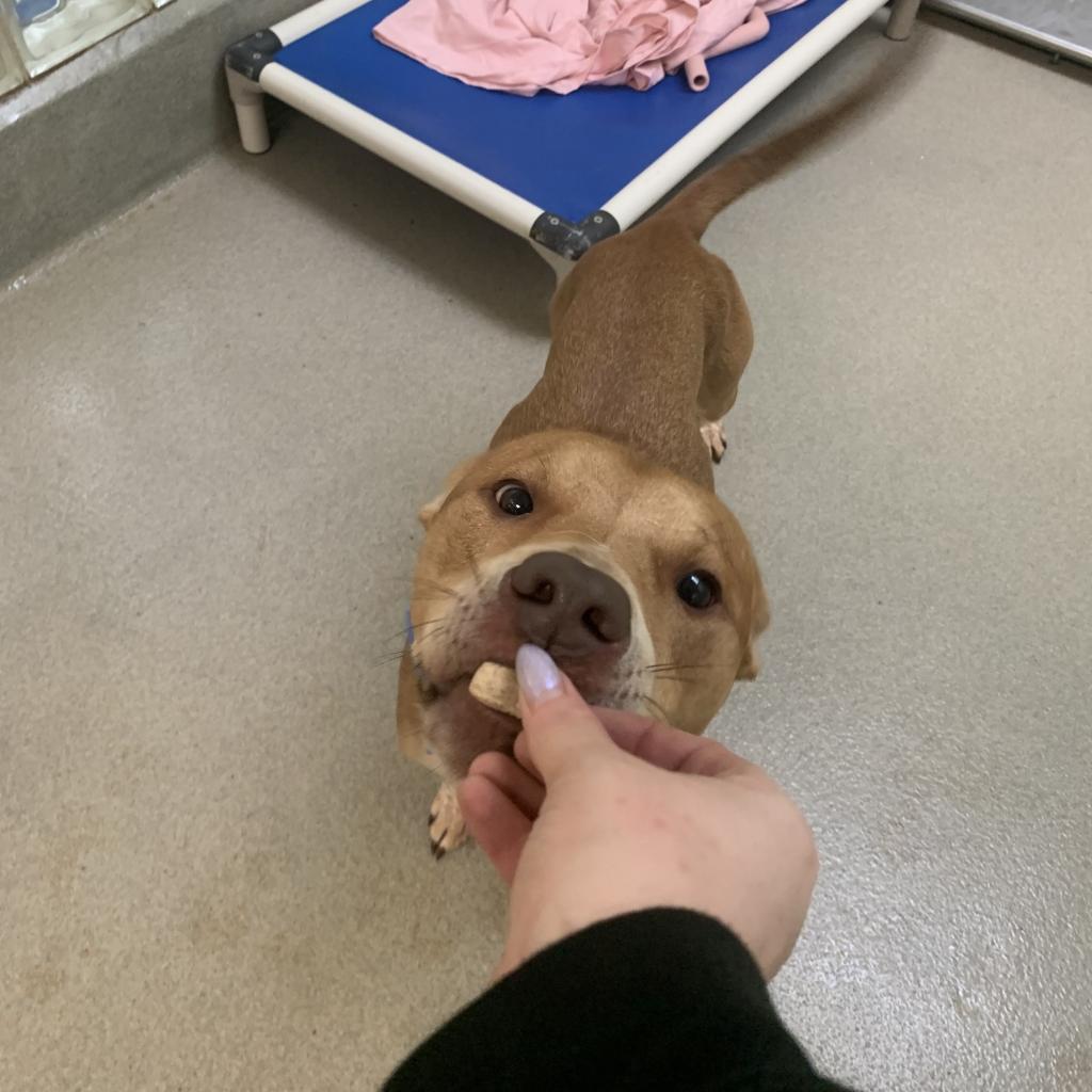 Enlarge Dopey, a Adoptable mixed breed in Lynchburg, VA image 5/6