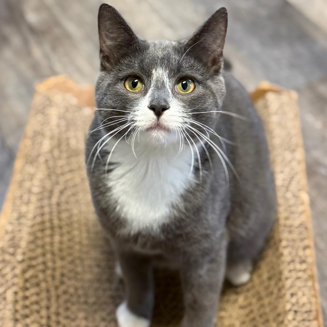 Enlarge Chip, an adopted Domestic Short Hair in Greensburg, PA image 3/5