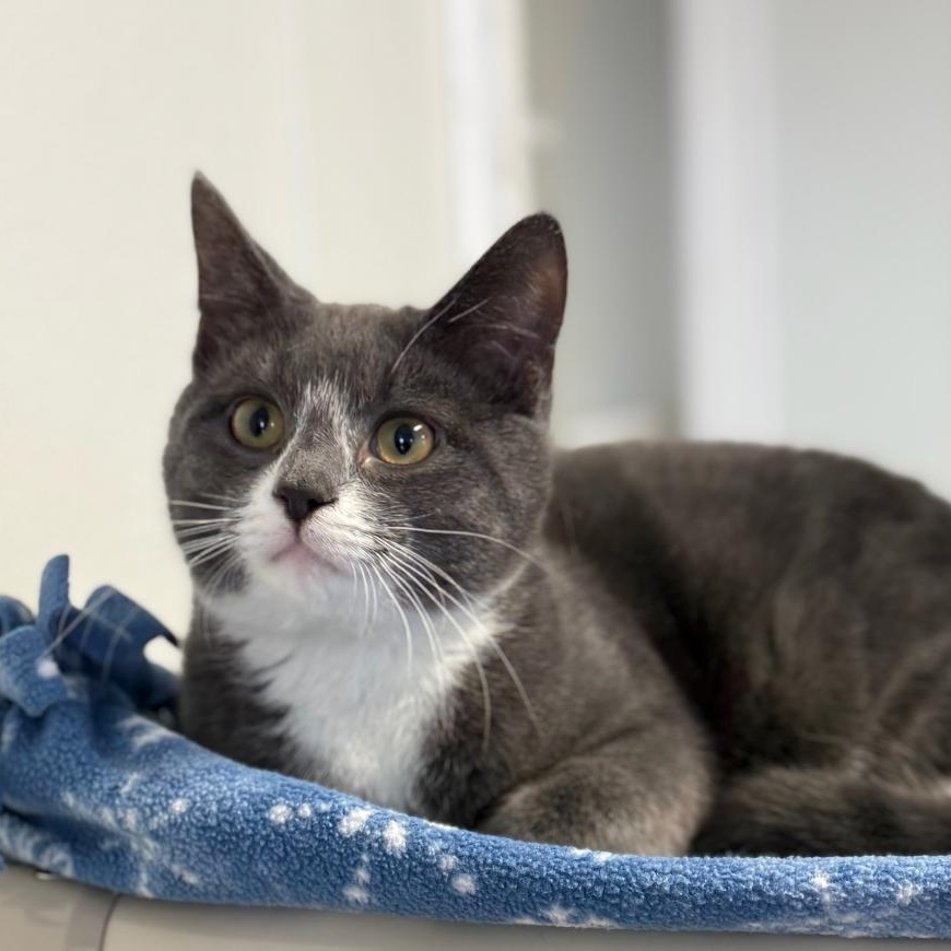 Enlarge Chip, an adopted Domestic Short Hair in Greensburg, PA image 2/5