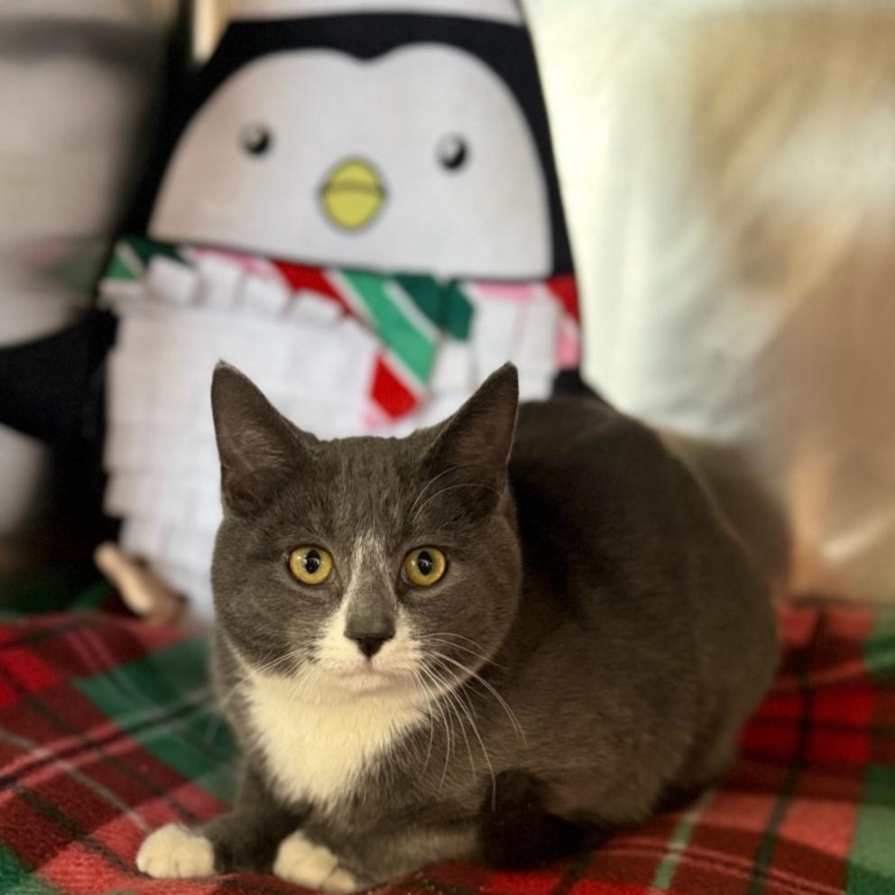 Enlarge Chip, an adopted Domestic Short Hair in Greensburg, PA image 4/5