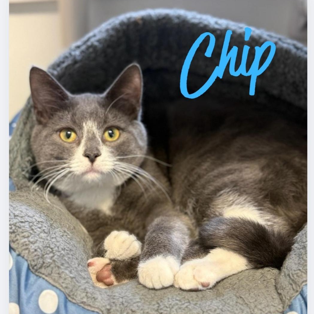 Enlarge Chip, an adopted Domestic Short Hair in Greensburg, PA image 1/5