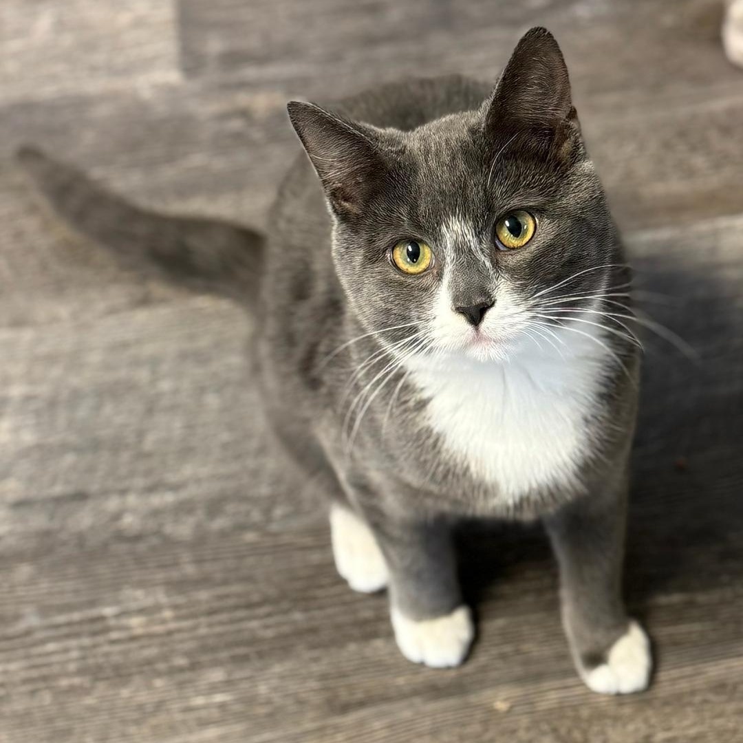 Enlarge Chip, an adopted Domestic Short Hair in Greensburg, PA image 5/5