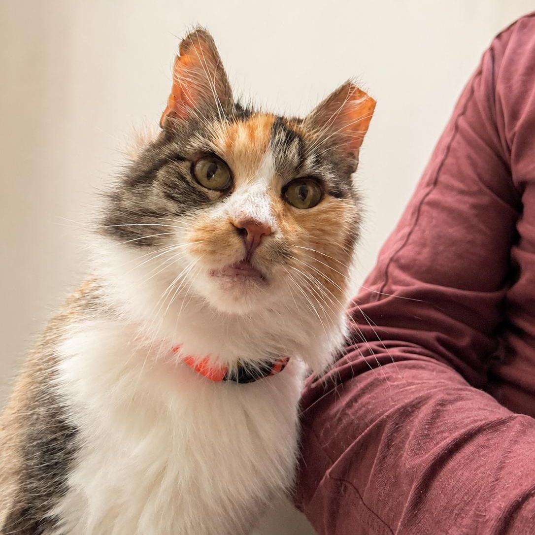 Enlarge GLINDA, a Adoptable Domestic Long Hair in San Jose, CA image 5/6