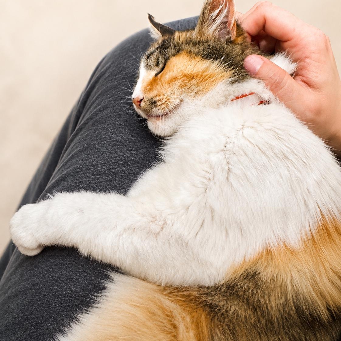 Enlarge GLINDA, a Adoptable Domestic Long Hair in San Jose, CA image 3/6