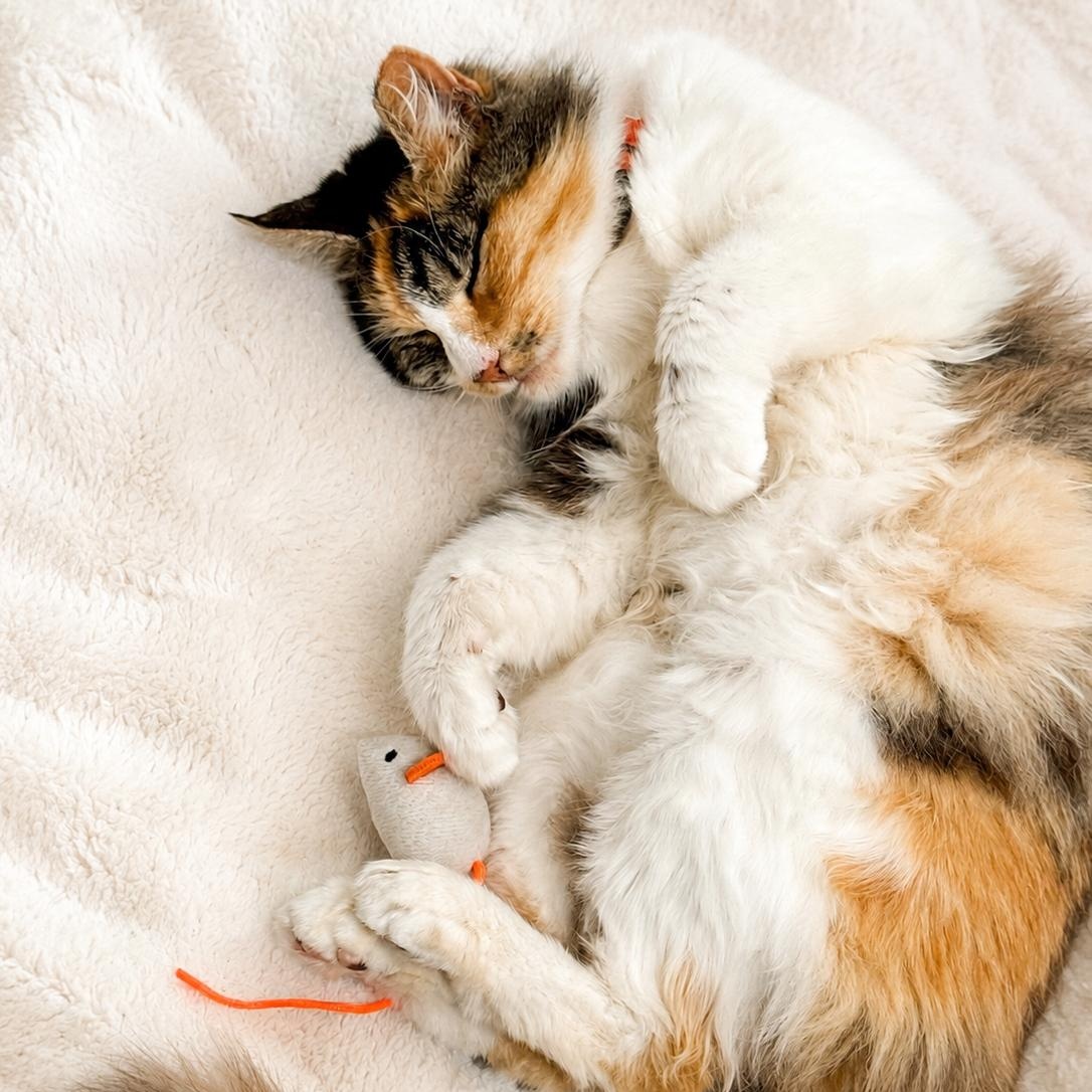 Enlarge GLINDA, a Adoptable Domestic Long Hair in San Jose, CA image 4/6