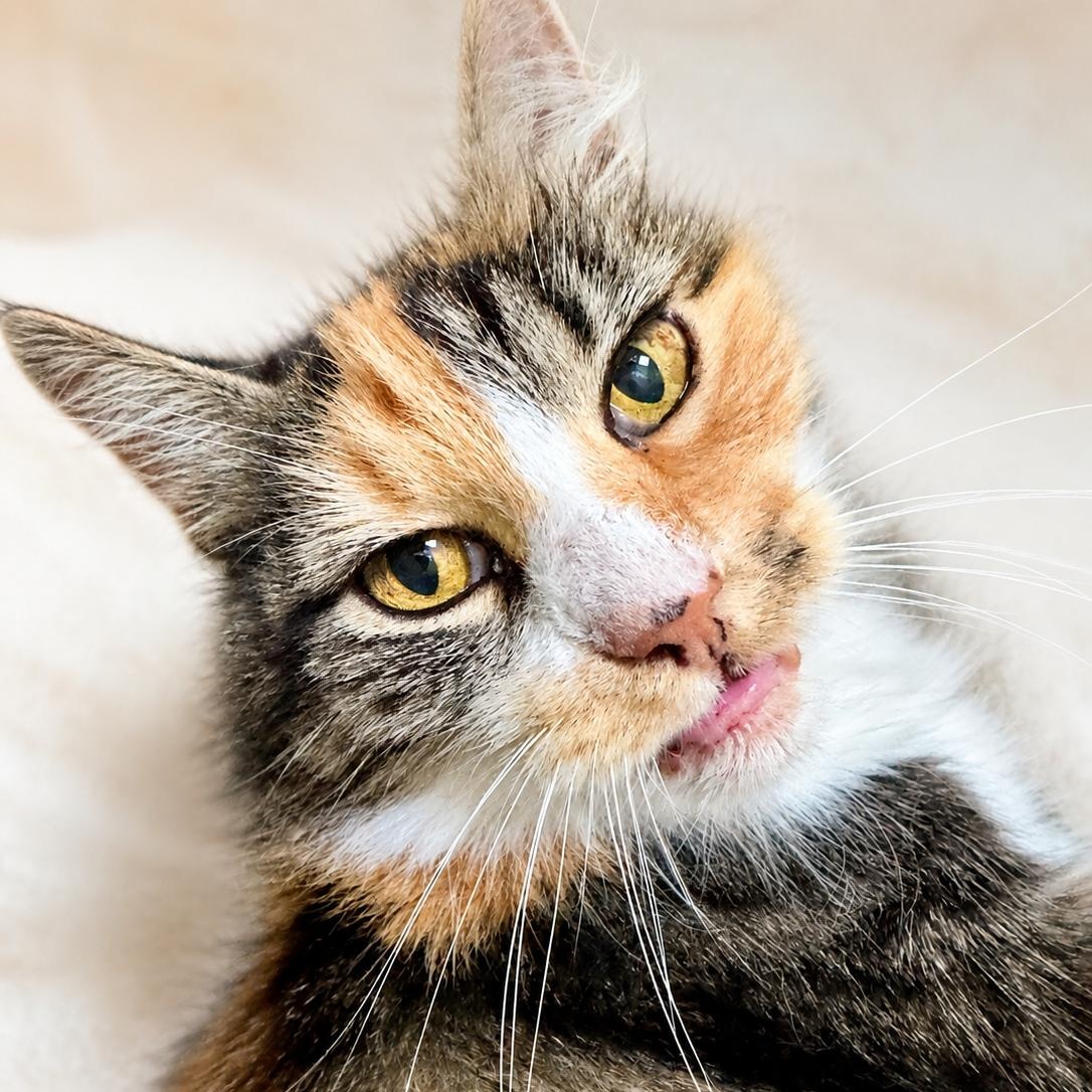 Enlarge GLINDA, a Adoptable Domestic Long Hair in San Jose, CA image 1/6