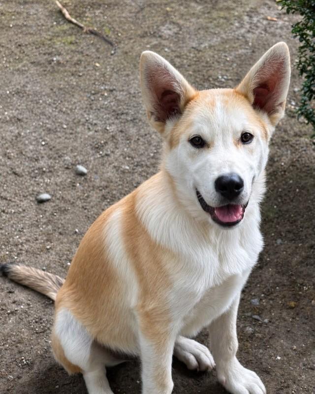 Bandit, a Adoptable mixed breed in Seattle, WA image 1/6