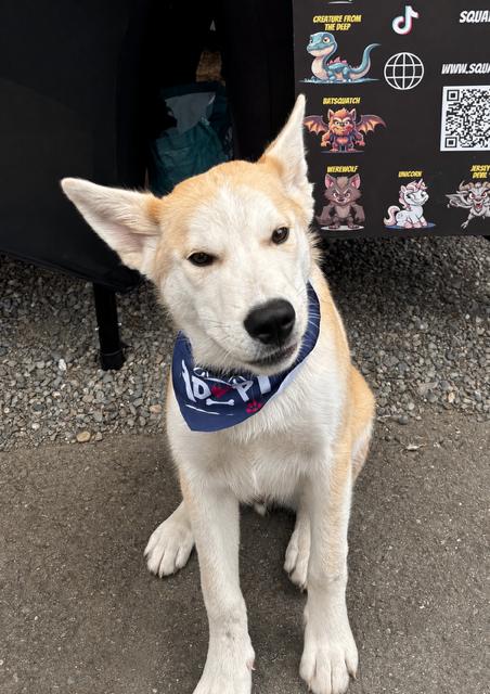 Bandit, a Adoptable mixed breed in Seattle, WA image 2/6