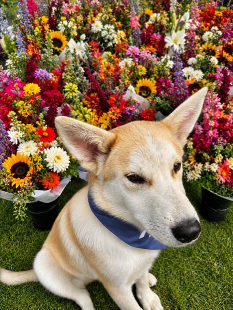 Bandit, a Adoptable mixed breed in Seattle, WA image 3/6