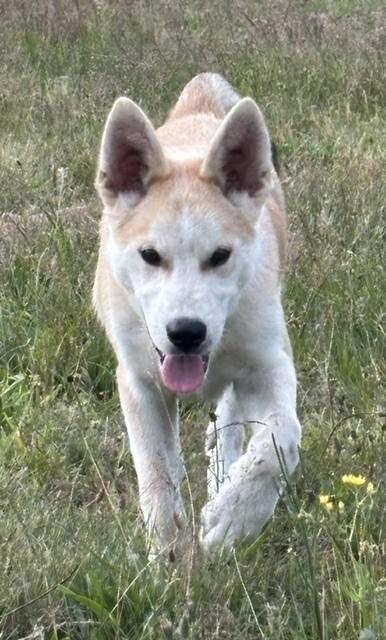 Bandit, a Adoptable mixed breed in Seattle, WA image 2/6