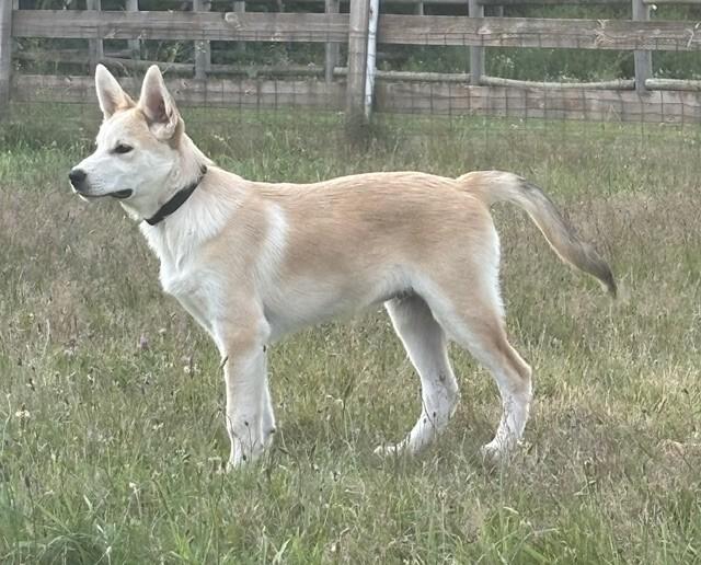Bandit, a Adoptable mixed breed in Seattle, WA image 3/6