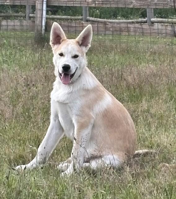 Bandit, a Adoptable mixed breed in Seattle, WA image 4/6