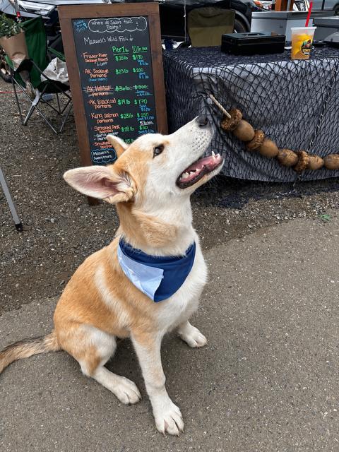 Bandit, a Adoptable mixed breed in Seattle, WA image 5/6