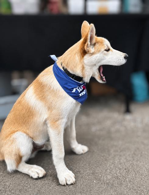 Bandit, a Adoptable mixed breed in Seattle, WA image 6/6
