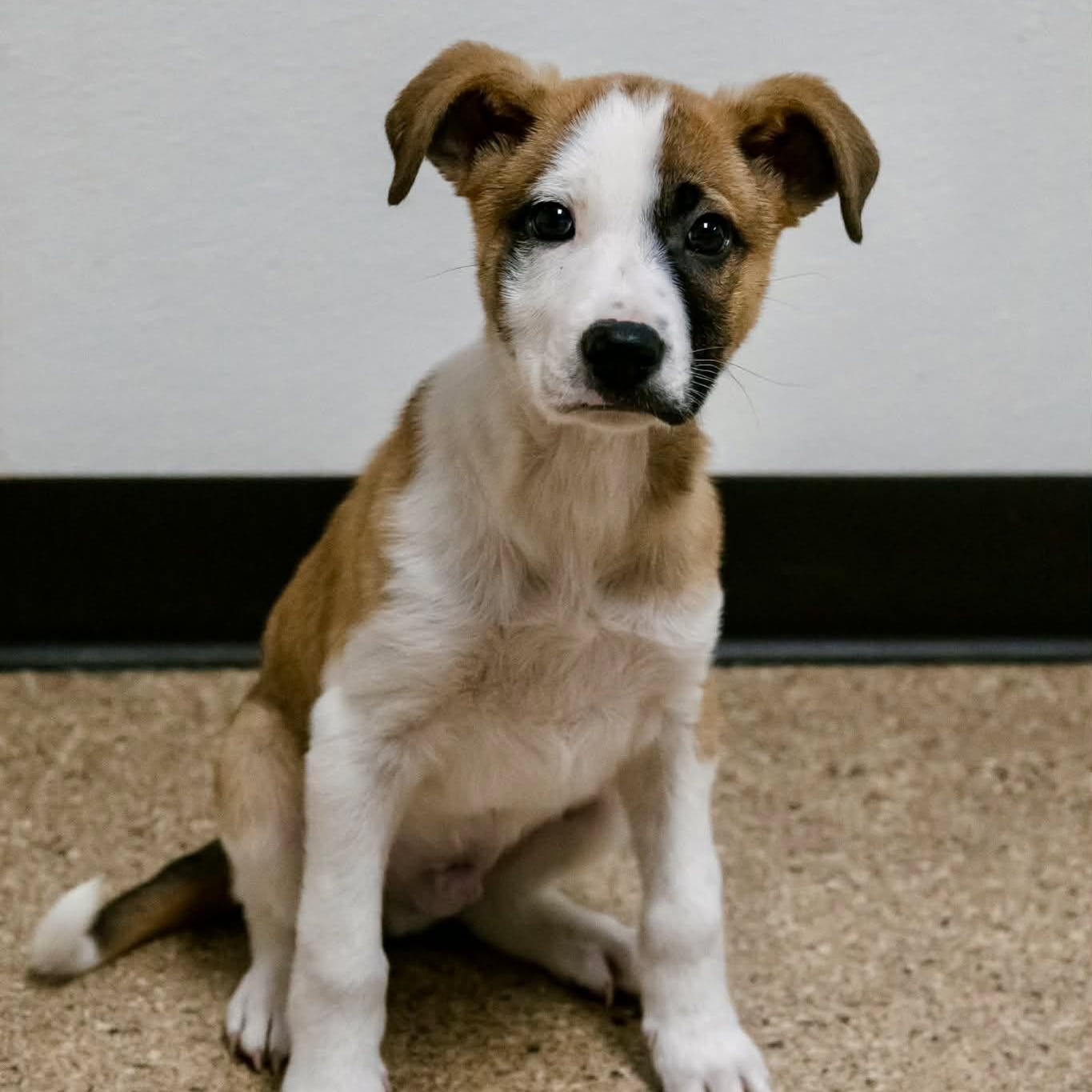 Monterey Jack, ADOPTABLE, Puppy Male Australian Shepherd.