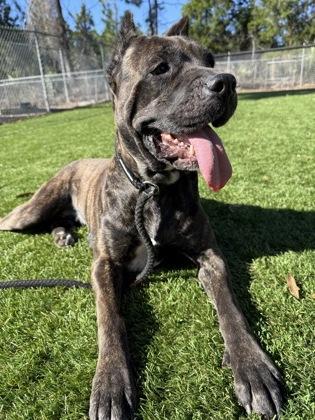 Enlarge Enyo - 2, a Adoptable mixed breed in Daytona Beach, FL image 3/3