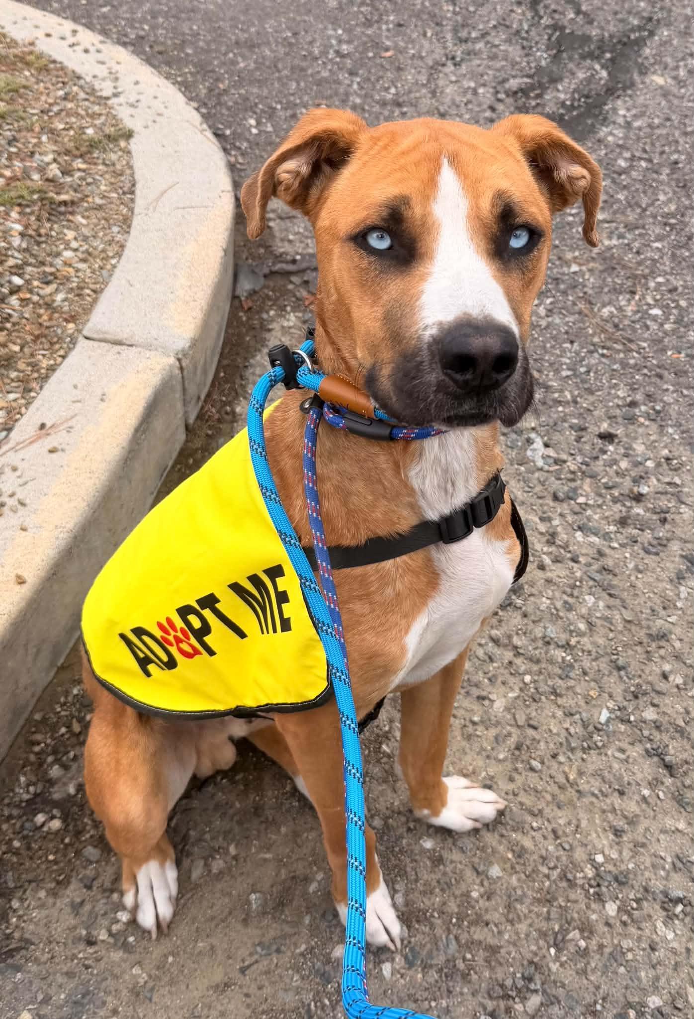 Enlarge Frank Sinatra, a Adoptable Mixed Breed in Chino valley, AZ image 2/2