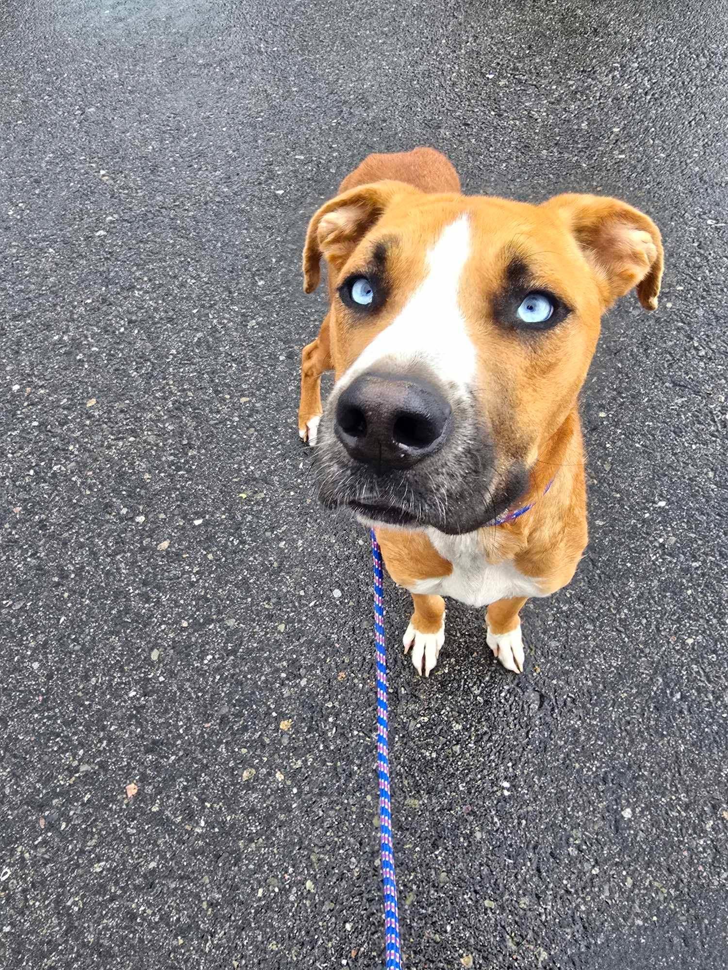 Enlarge Frank Sinatra, a Adoptable Mixed Breed in Chino valley, AZ image 1/2