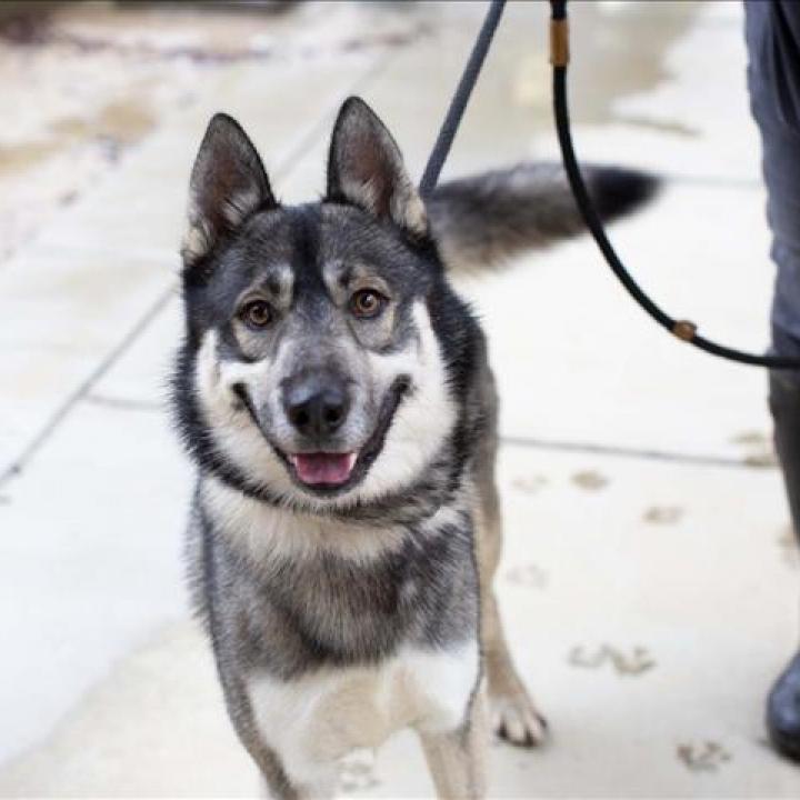 Enlarge Holden, a Adoptable Siberian Husky in Pleasant Hill, CA image 1/1