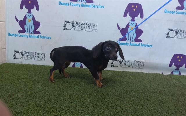 PRECIOUS, Adoptable, Adult Female Chihuahua & Dachshund (Miniature Long Haired).