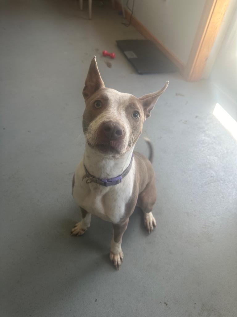 Enlarge Mercedes, a Adoptable Pit Bull Terrier in Lawrenceburg, TN image 1/3