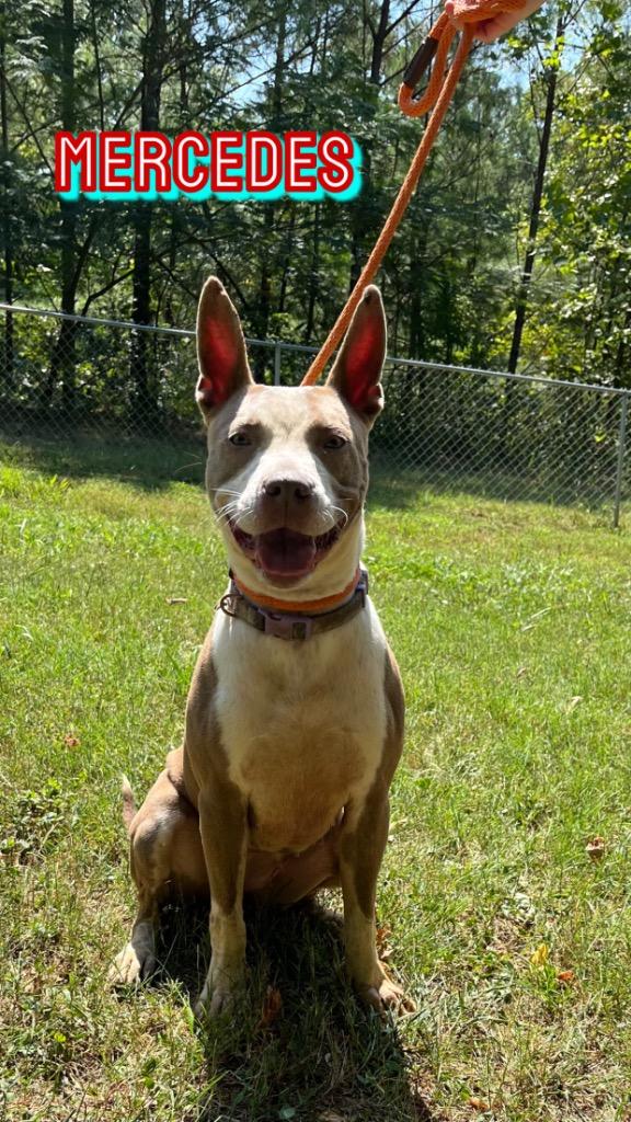 Mercedes, Adoptable, Adult Female Pit Bull Terrier.