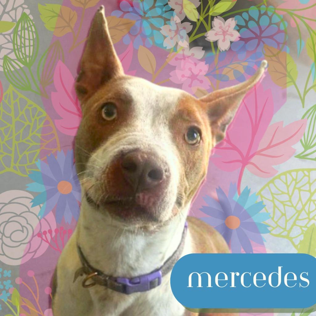 Enlarge Mercedes, a Adoptable Pit Bull Terrier in Lawrenceburg, TN image 3/3