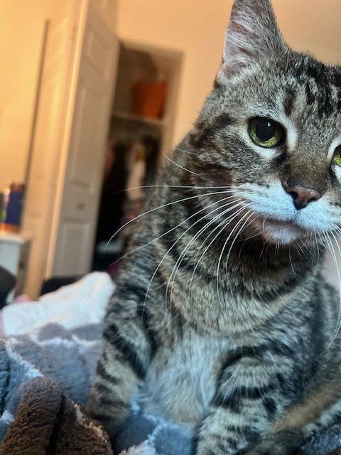 Ron Ron, Adopted, Senior Female Domestic Short Hair.