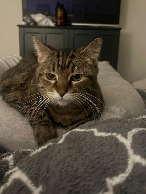 Ron Ron, a Adopted Domestic Short Hair in Wheaton, IL image 2/3