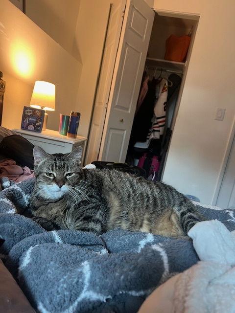 Ron Ron, a Adopted Domestic Short Hair in Wheaton, IL image 3/3