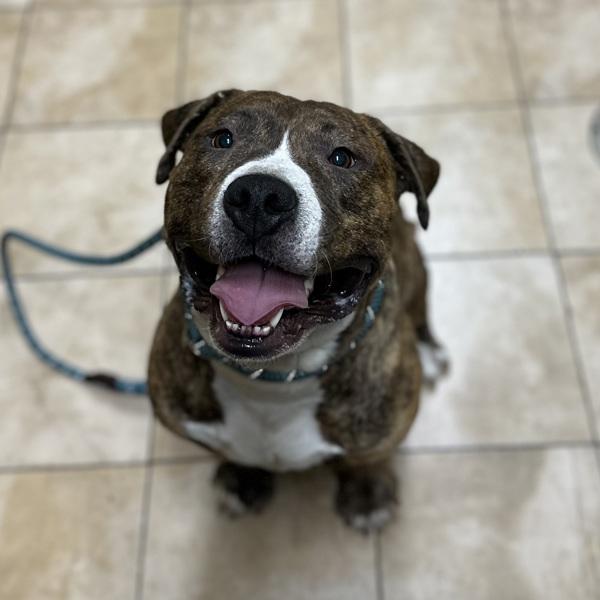 Kermit (mcas), Adoptable, Young Male Pit Bull Terrier.