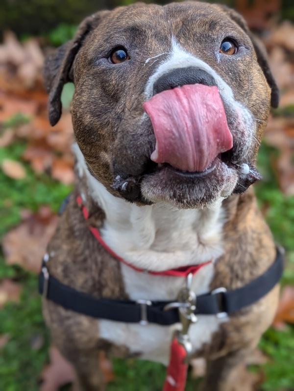 Enlarge Kermit (mcas), a Adoptable mixed breed in Troutdale, OR image 2/6