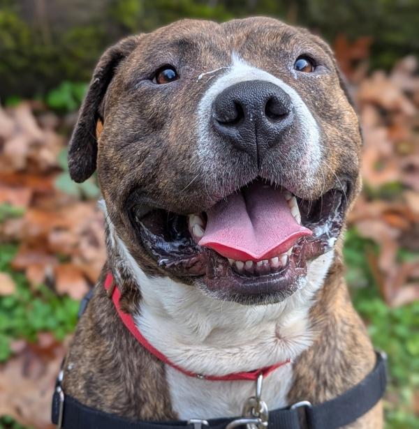 Enlarge Kermit (mcas), a Adoptable mixed breed in Troutdale, OR image 3/6