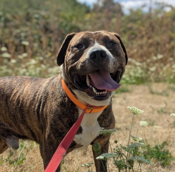 Enlarge Kermit (mcas), a Adoptable mixed breed in Troutdale, OR image 4/6