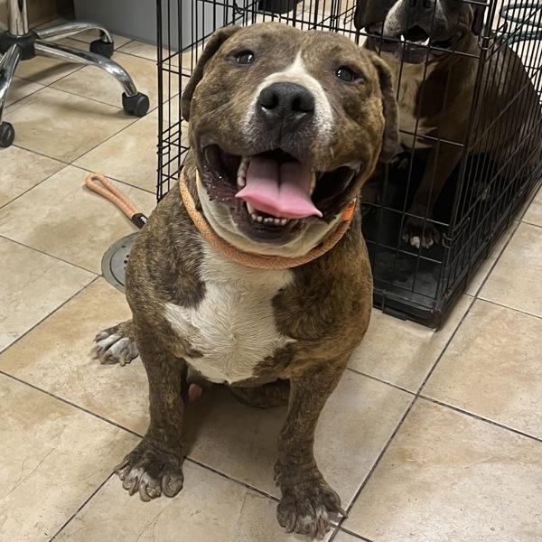 Enlarge Kermit (mcas), a Adoptable mixed breed in Troutdale, OR image 5/6