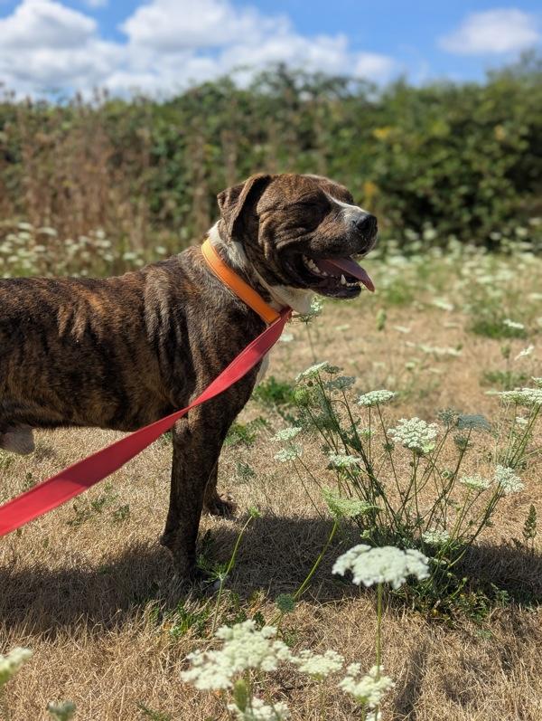 Enlarge Kermit (mcas), a Adoptable mixed breed in Troutdale, OR image 6/6