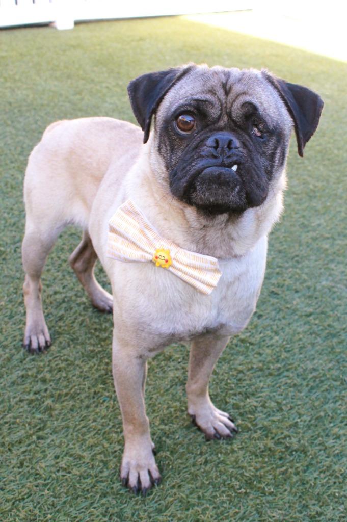 Ripley, Adoptable, Adult Male Pug.