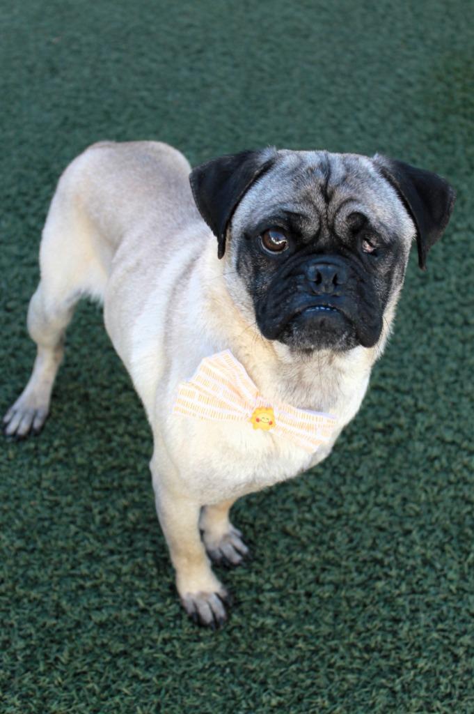 Enlarge Ripley, a Adoptable Pug in Gardena, CA image 2/6